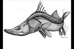 Snook Drawing