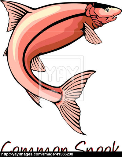 399x512 common snook, color illustration vector
