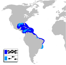 220x216 common snook