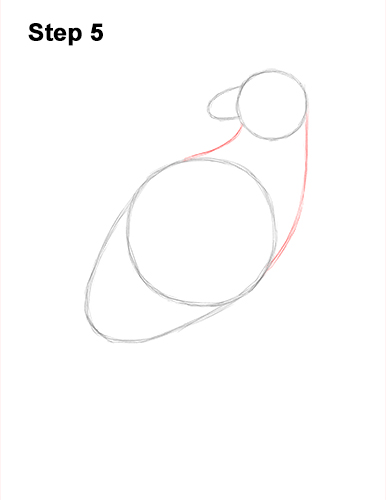 386x500 How To Draw A Harpy Eagle Video Step