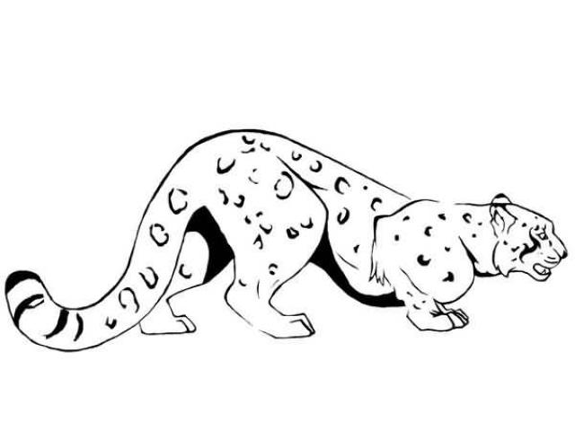 640x480 Drawing Of Snow Leopard