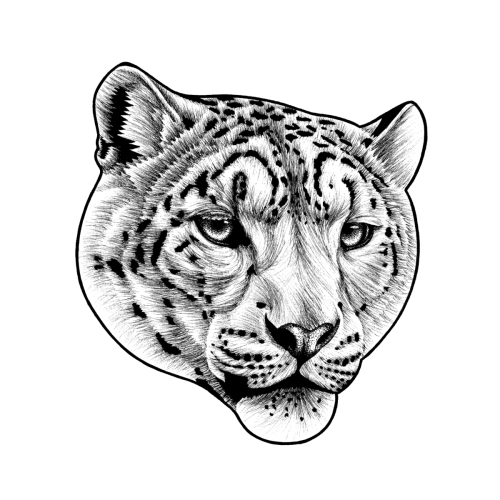 Snow Leopard Drawing | Free download on ClipArtMag