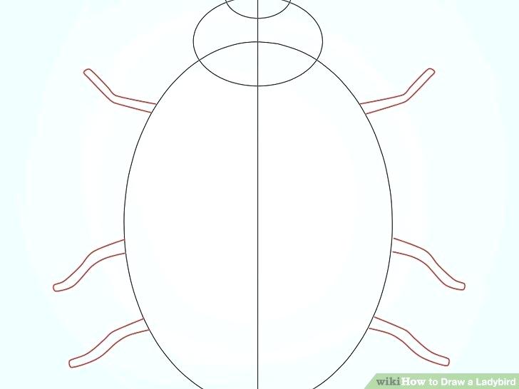 728x546 How To Draw A Ladybug Flying Ladybug Flying Drawing How To Draw