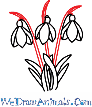 300x350 How To Draw A Snowdrop Flower