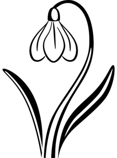 402x542 Rare Galanthus Xvalentinei