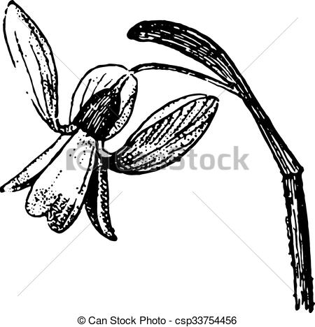450x468 Snowdrop, Vintage Engraving Snowdrop, Vintage Engraved