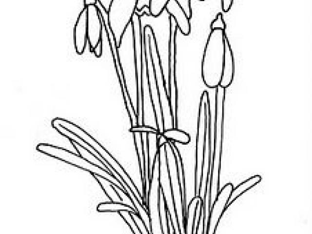 640x480 Snowdrop Clipart