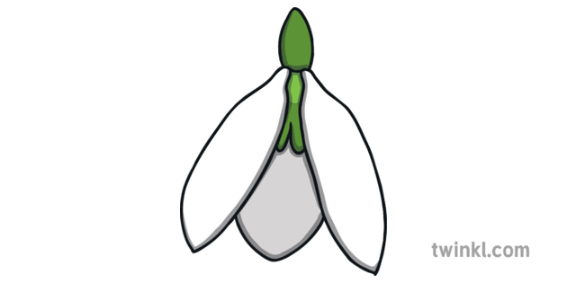 630x315 Snowdrop Illustration