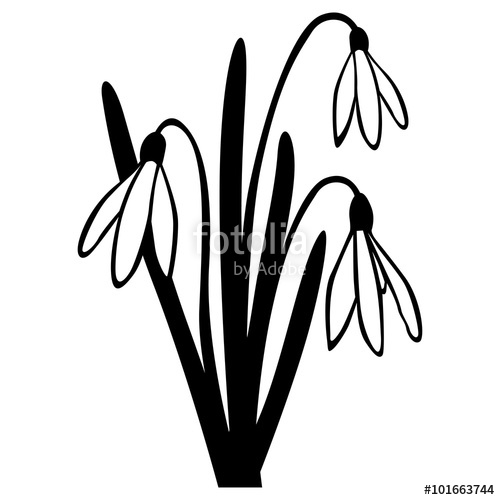 500x500 Snowdrop Spring Flower Stock Image And Royalty Free Vector