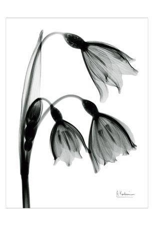 308x450 snowdrop my birth flower going around my aquarius symbol tattoo