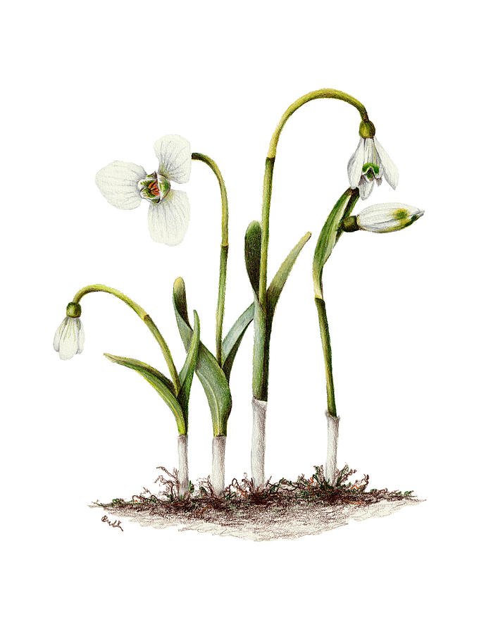 707x900 Snowdrops Drawing