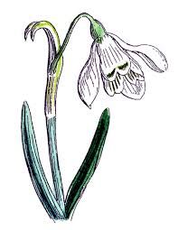 197x255 Art Nouveau Snowdrop