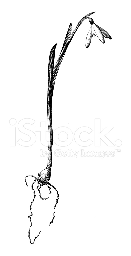 523x1024 Antique Illustration Of Galanthus Nivalis