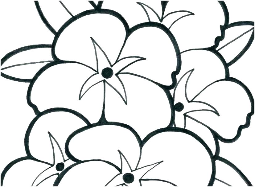 827x609 Pics Of Flowers To Color Coloring Pages Flowers Printable Free