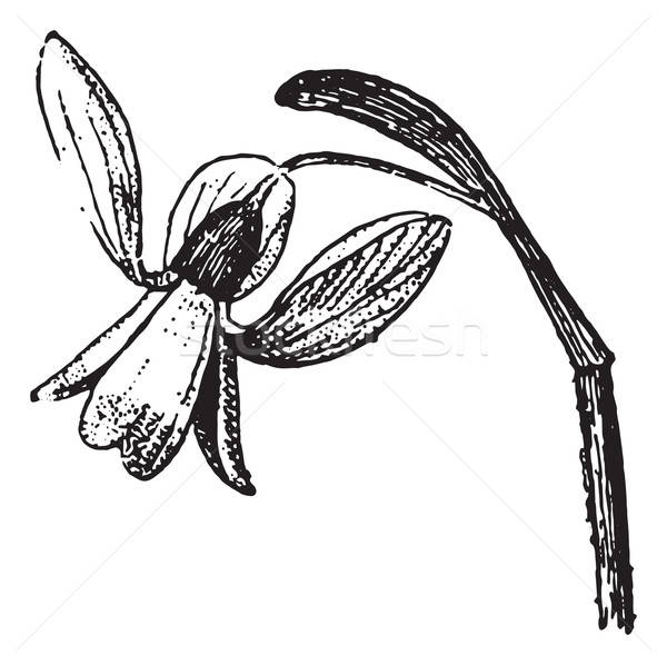 600x598 snowdrop, vintage engraving vector illustration patrick