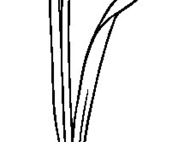 640x480 snowdrop coloring pages snowdrop drawing google search drawing