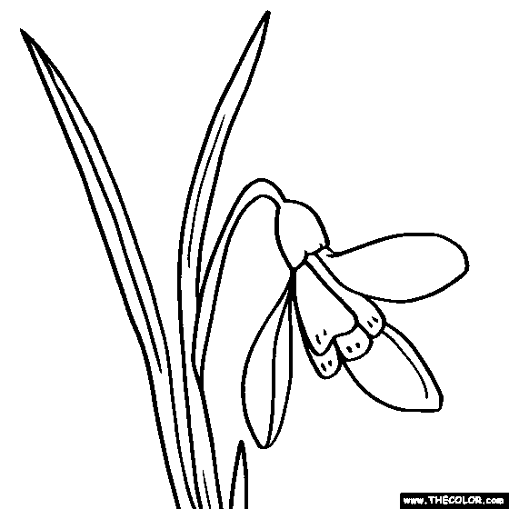 560x560 snowdrop flower coloring