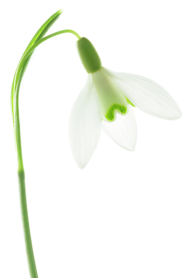 634x900 snowdrop flower photograph