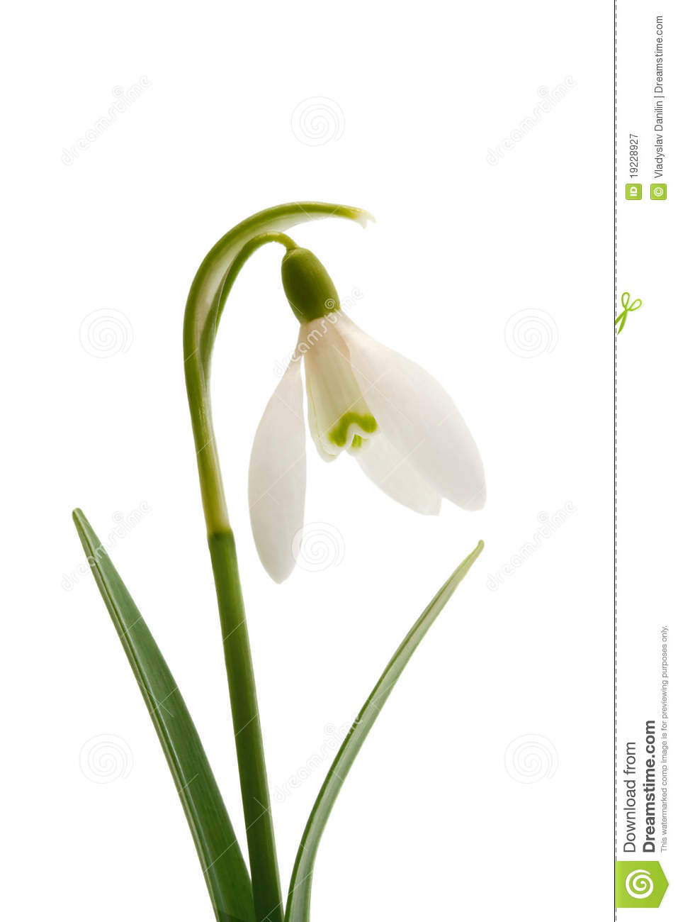 957x1300 snowdrop flower tattoo clip art