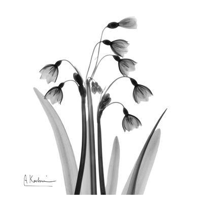400x400 Beautiful Snowdrops Artwork For Sale, Posters And Prints