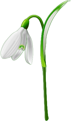 229x391 xochi snowdrop snowdrops spring crafts, spring flowers, drawings