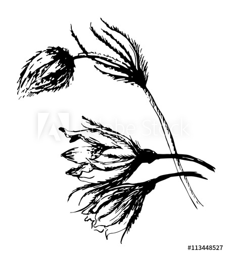 447x500 drawing beautiful flowers snowdrop, sleep grass sketch hand drawn