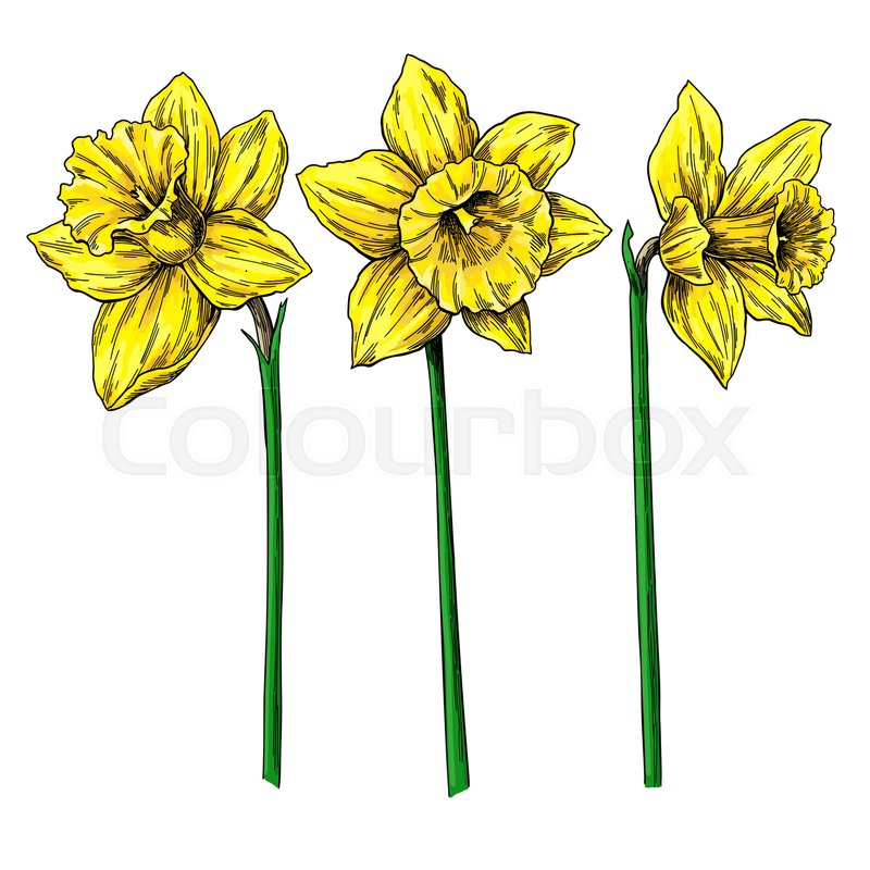 800x800 Daffodil Flower And Leaves Drawing Stock Vector Colourbox