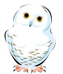 Snowy Owl Drawing