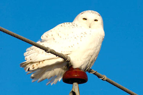 473x315 Snowy Owl Near St Louis Drawing Lots Of Interest Outdoors
