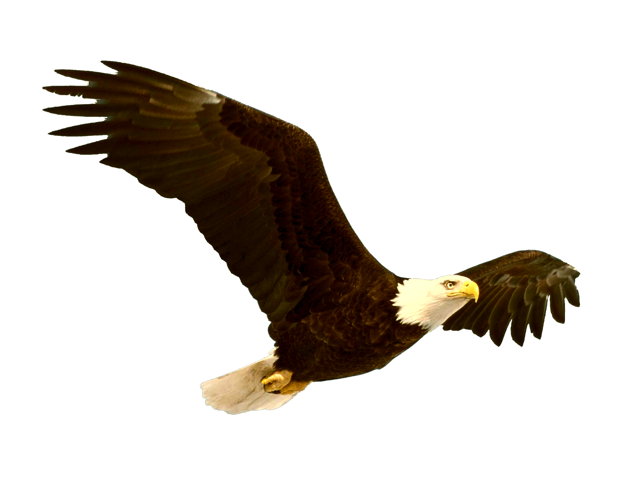 2164x1673 Eagle Soaring Transparent Png Clipart Free Download