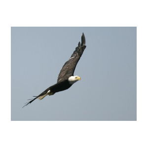 300x300 Soaring Eagle Photograph