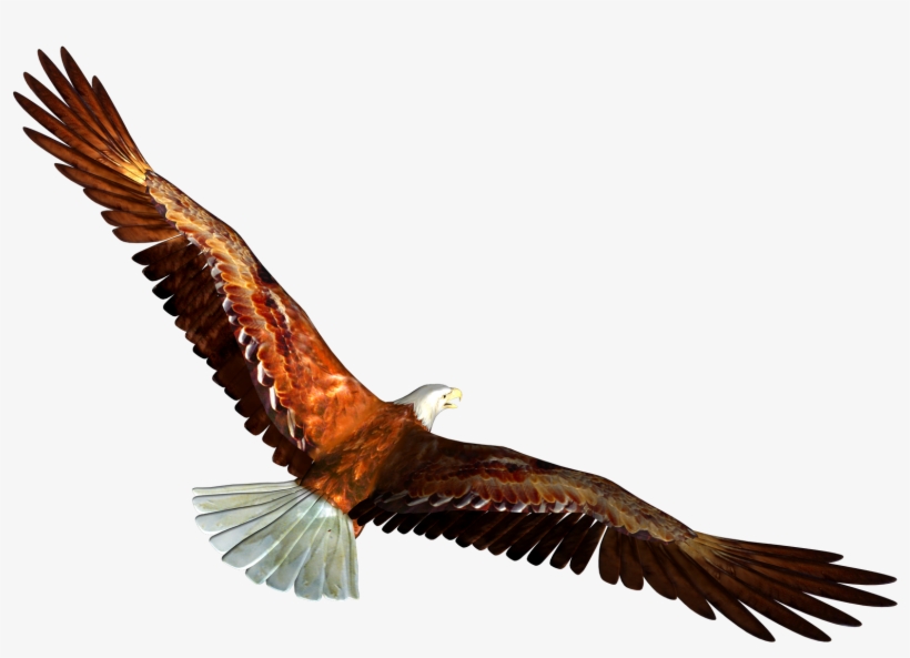 820x593 Soaring Eagle Png Clipart