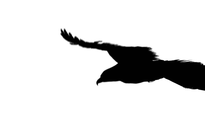 852x480 Soaring Eagle Silhouette