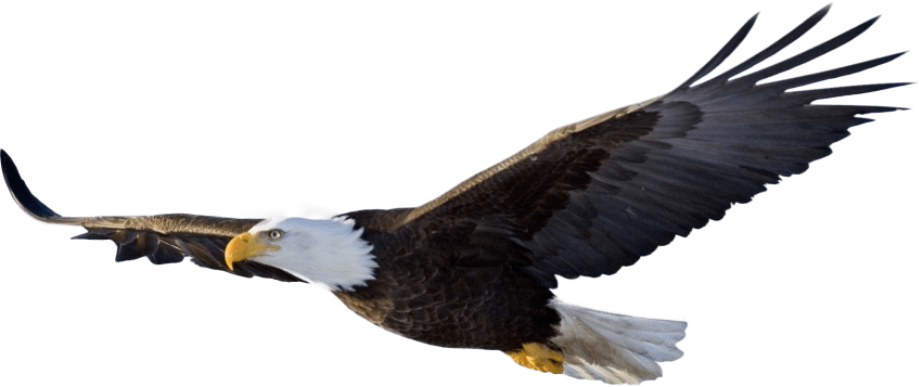 850x357 Bald Eagle Clipart Soaring Eagle