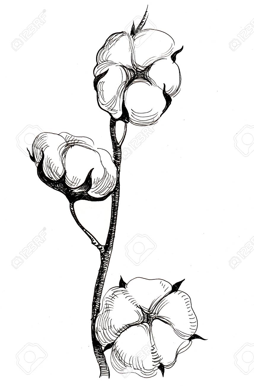 857x1300 Bt Cotton Drawing Duck Plant Easy Candy Bunny Club Machine