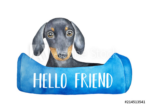 500x358 Cute Little One Dachshund Puppy Character In Soft Pet Bed