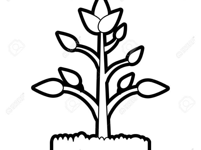 640x480 Free Drawn Plant, Download Free Clip Art