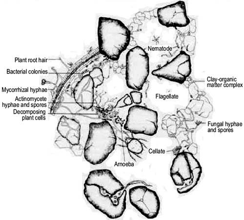500x451 The Importance Of Soil Organic Matter