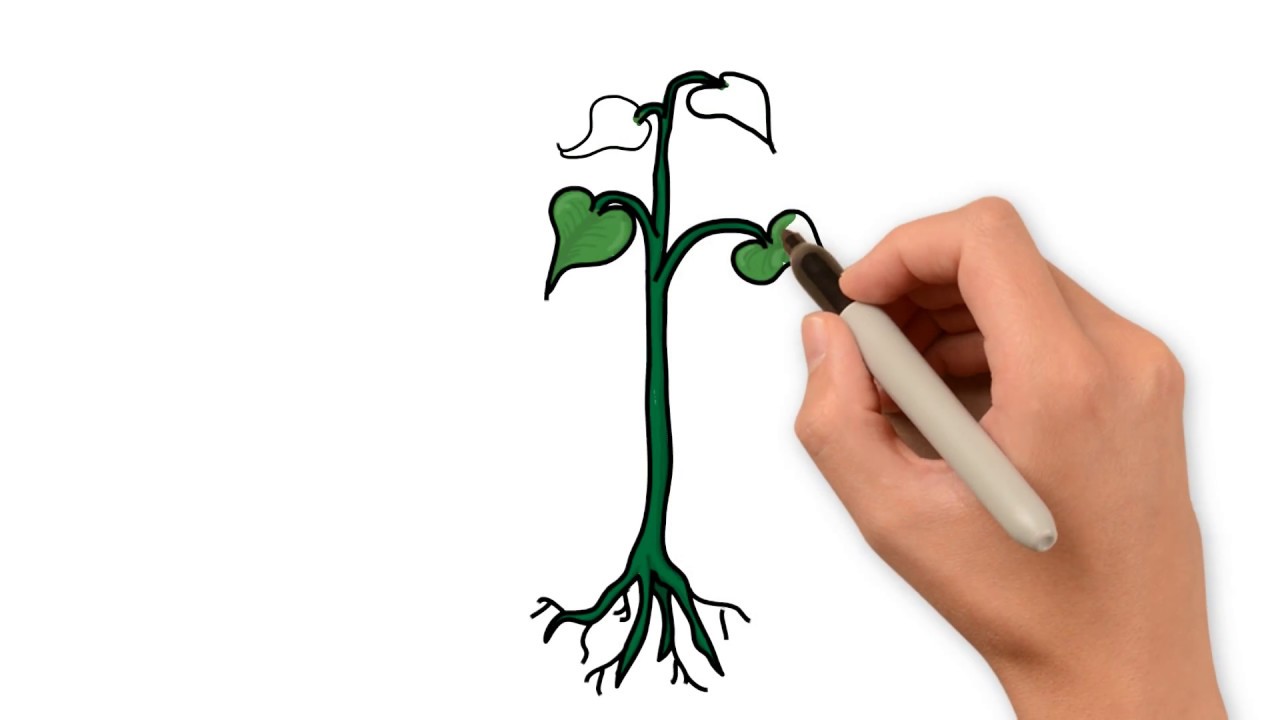 1280x720 How To Draw Plant