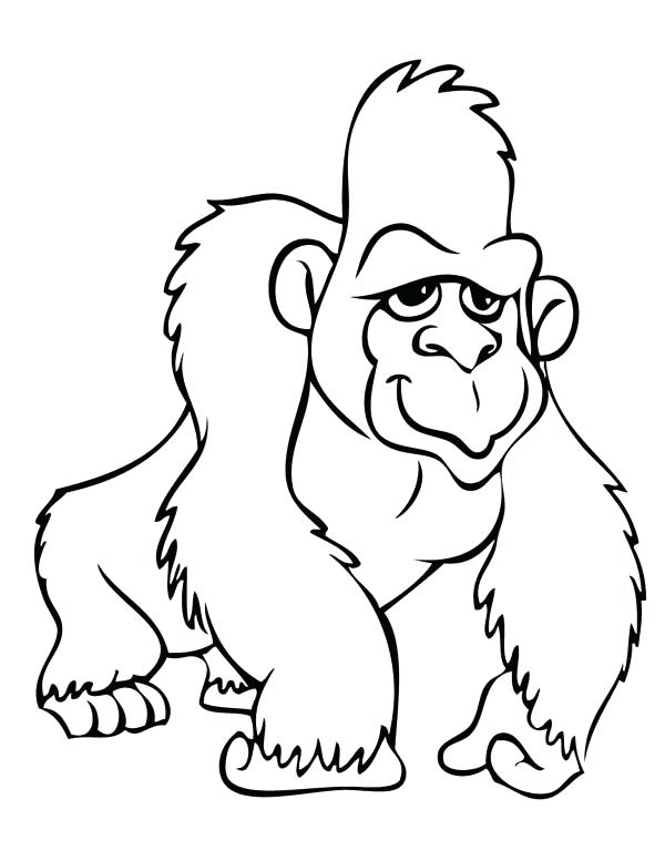 600x777 gorilla drawings gorilla sketches cool gorilla drawings