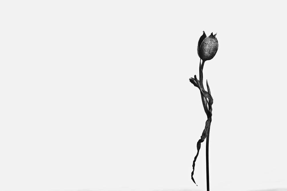 1000x667 Solitaire Photograph Of A Seapod Susan Michal Fine Art