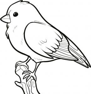291x302 drawing printout how to draw a songbird, songbirds