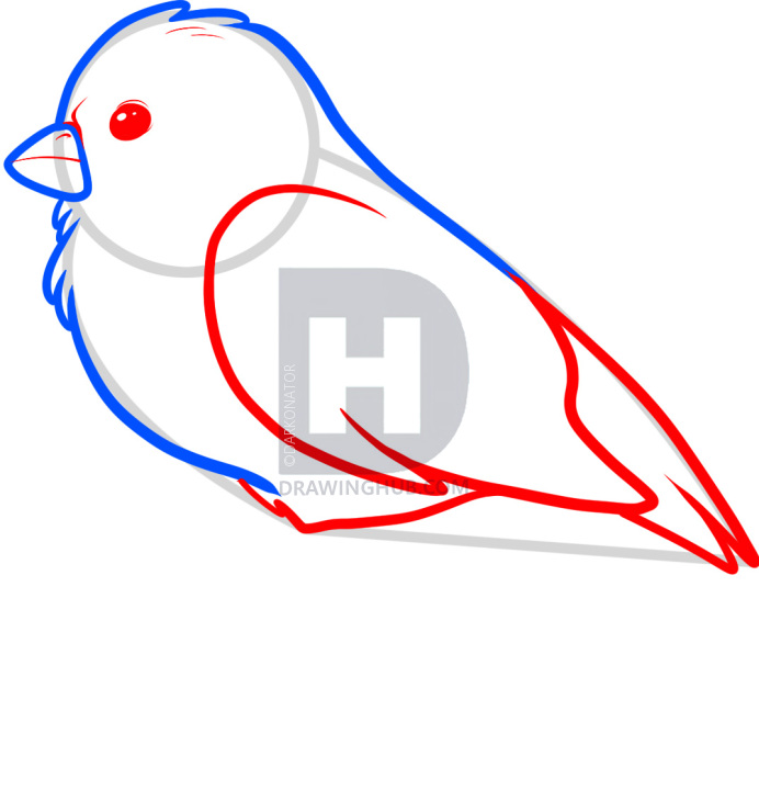 692x720 how to draw a songbird, songbirds, step