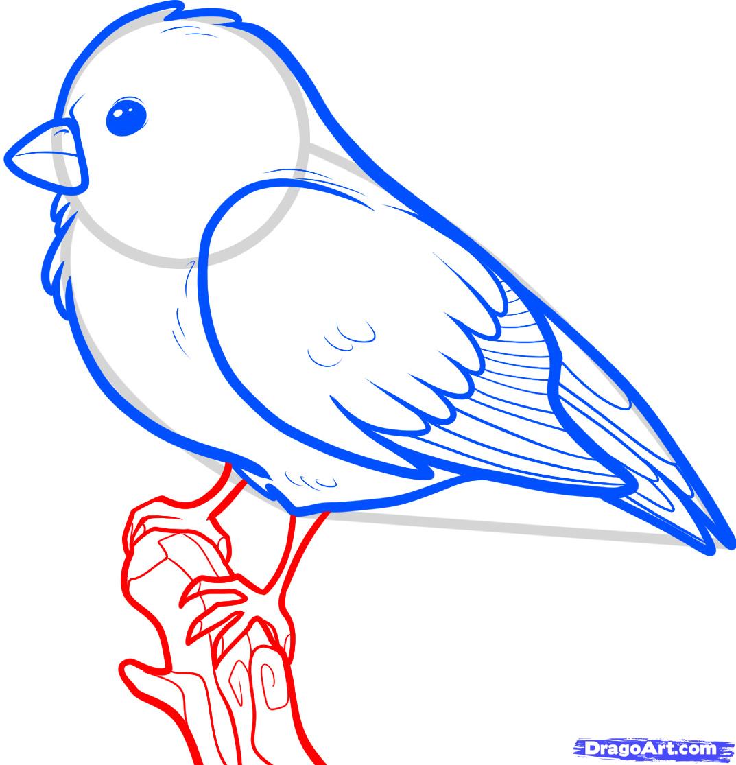1073x1115 how to draw a songbird, songbirds, step
