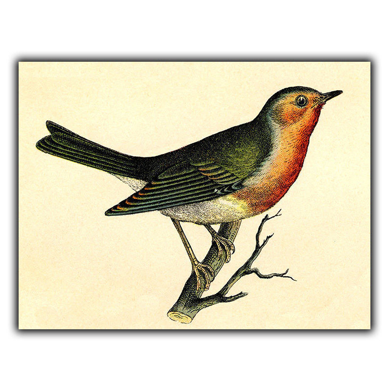 800x800 Sign Metal Wall Plaque Robin Bird Vintage Illustration Drawing Art