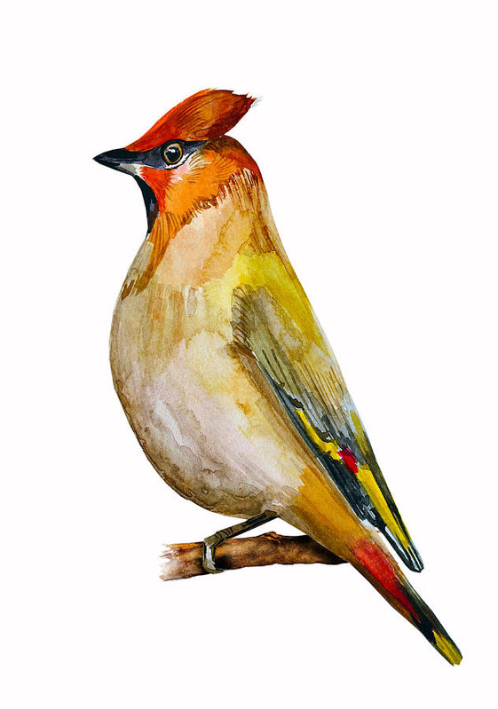 561x799 Watercolor Drawing Of Bird Art Print