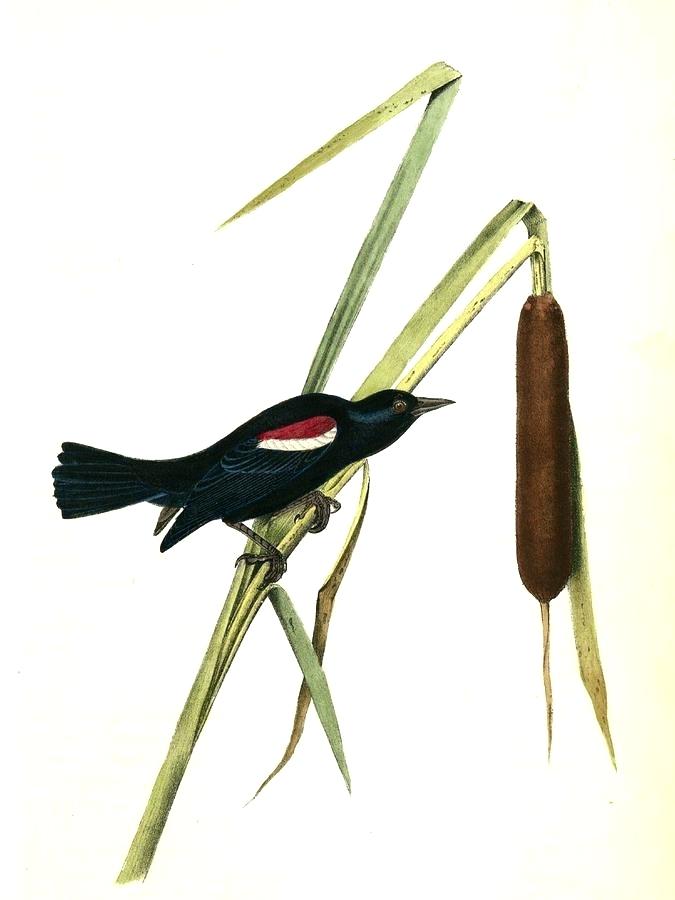 675x900 blackbird drawing