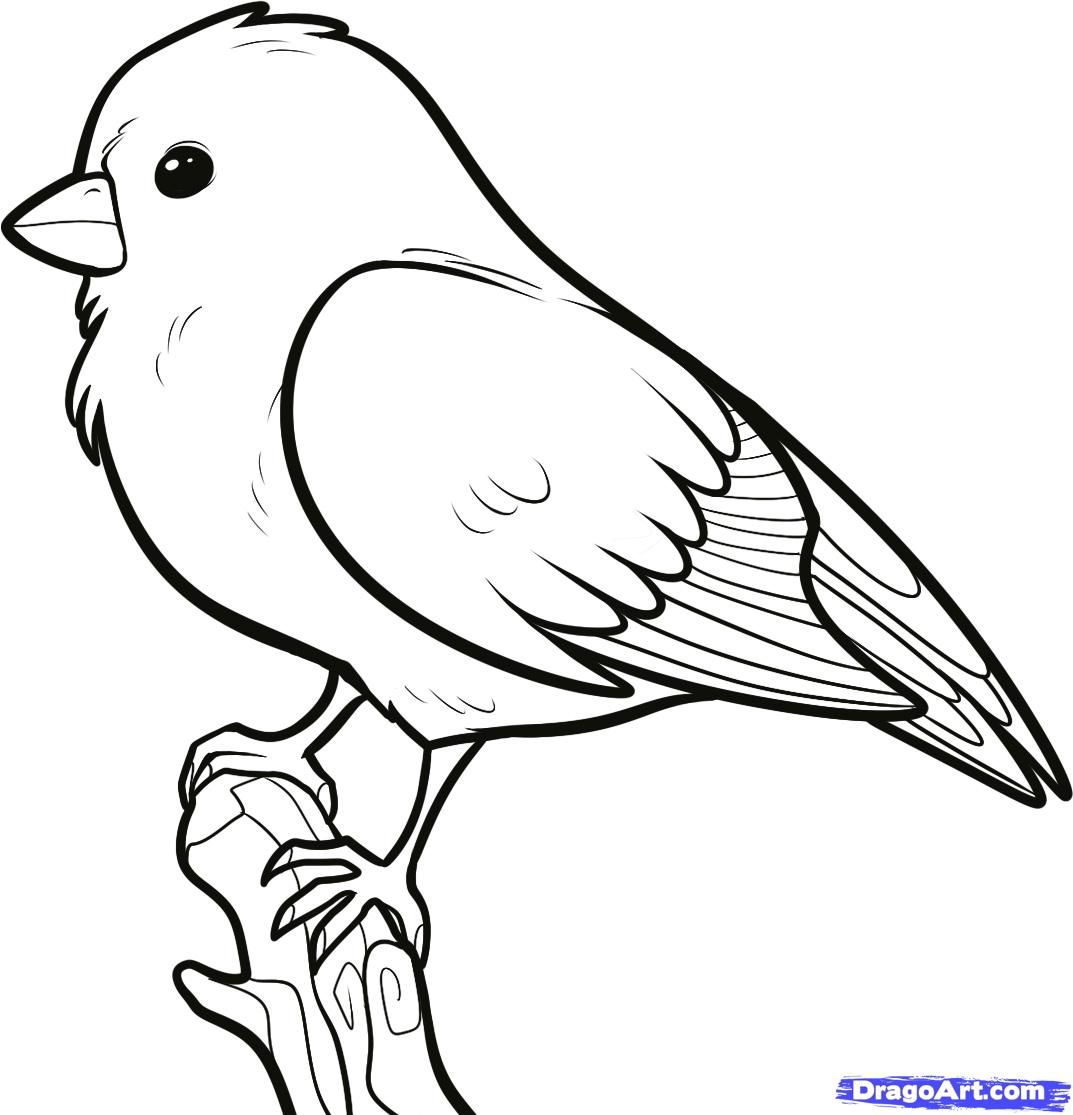 1073x1115 how to draw a songbird, songbirds step birds! in bird