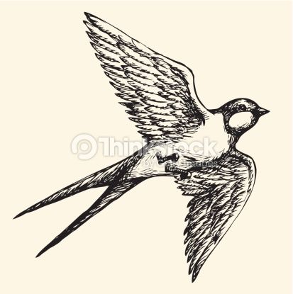 413x415 songbird drawing