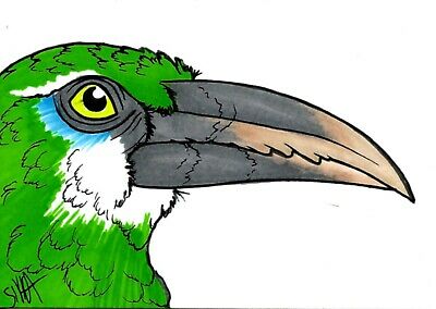 400x284 aceo atc blue breasted fairy wren songbird bird original marker